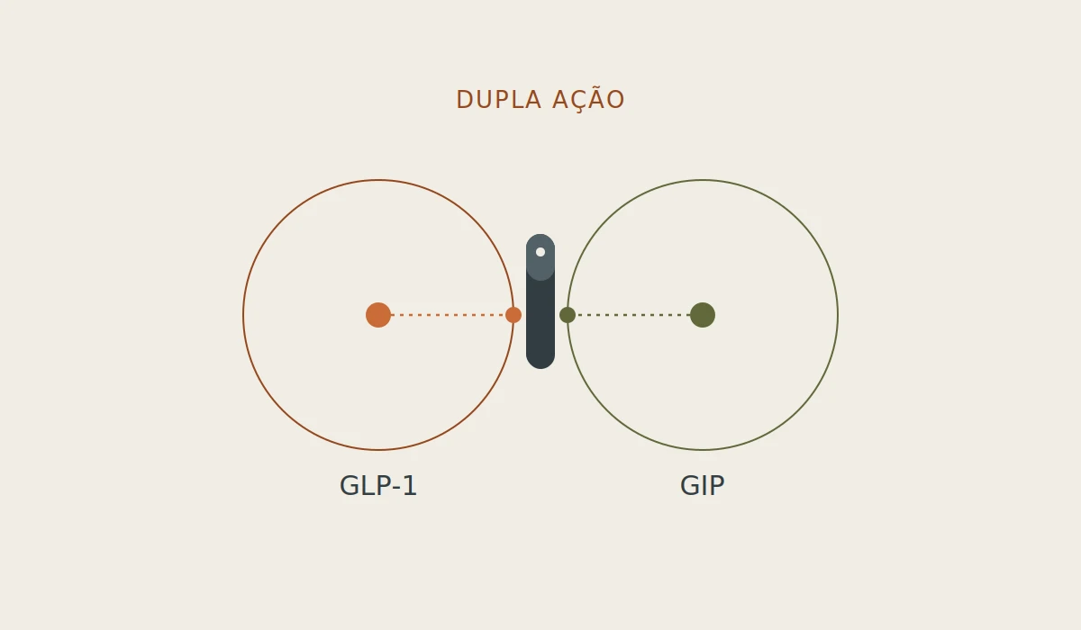 Ilustração dos dois receptores ativados pela tirzepatida: GLP-1 e GIP
